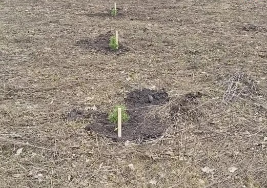 В Саратове на Кумысной поляне впервые высадили кедры